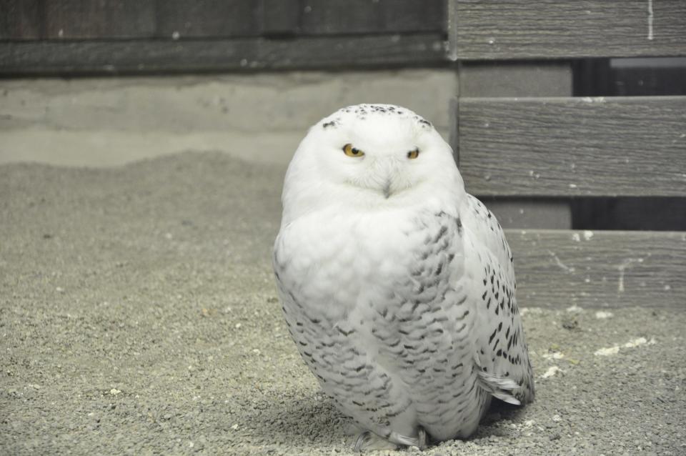 Freyja at the Louisville Zoo, before she headed to the Maryland Zoo