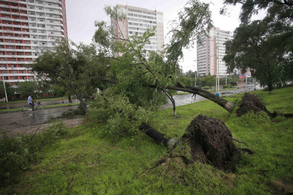 A bicyclist stops to view fallen trees from a typhoon on a main road in Pyongyang, North Korea, Thursday, Aug. 27, 2020. A typhoon damaged homes and other buildings, flooded roads and toppled utility poles on the Korean Peninsula before weakening to a tropical storm. (AP Photo/Cha Song Ho)