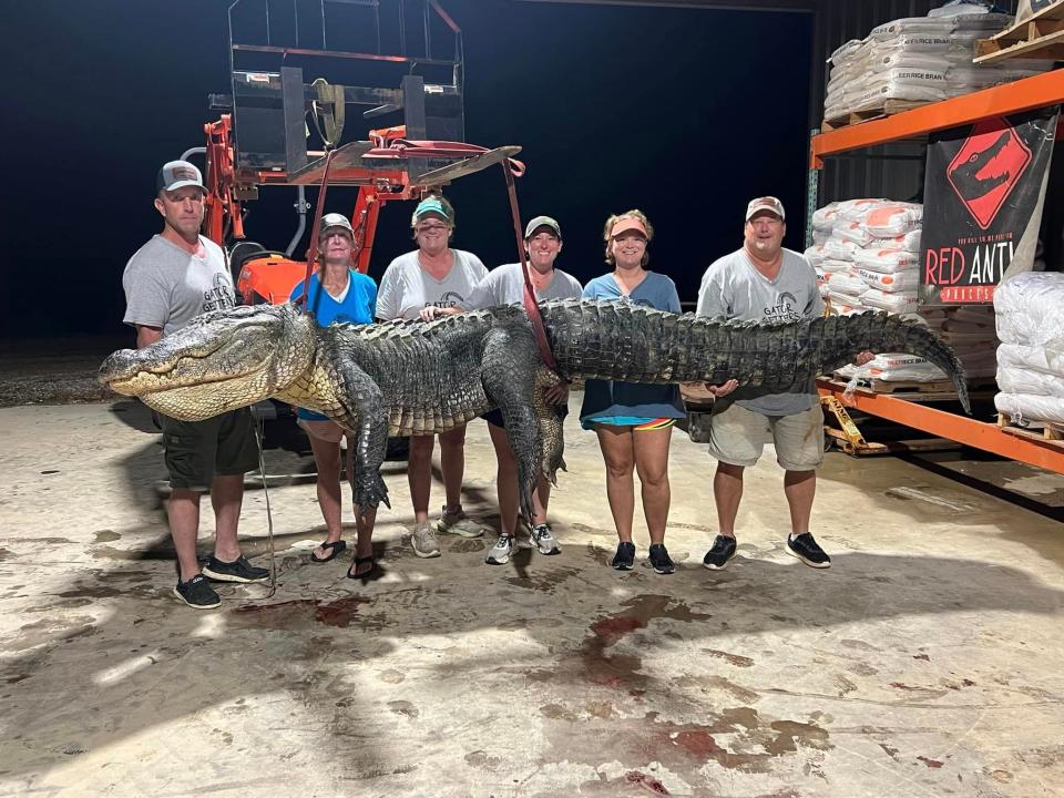 Hunters (from left) Justin Pettway of Pelahatchie, Connie Flanagin of Terry, Lauren Sasser of Terry, Megan Sasser of Terry, Brandi Robinson of Enterprise and Marty Sasser of Terry pose with an alligator they caught that weighed 801.5 pounds and measured 14 feet.