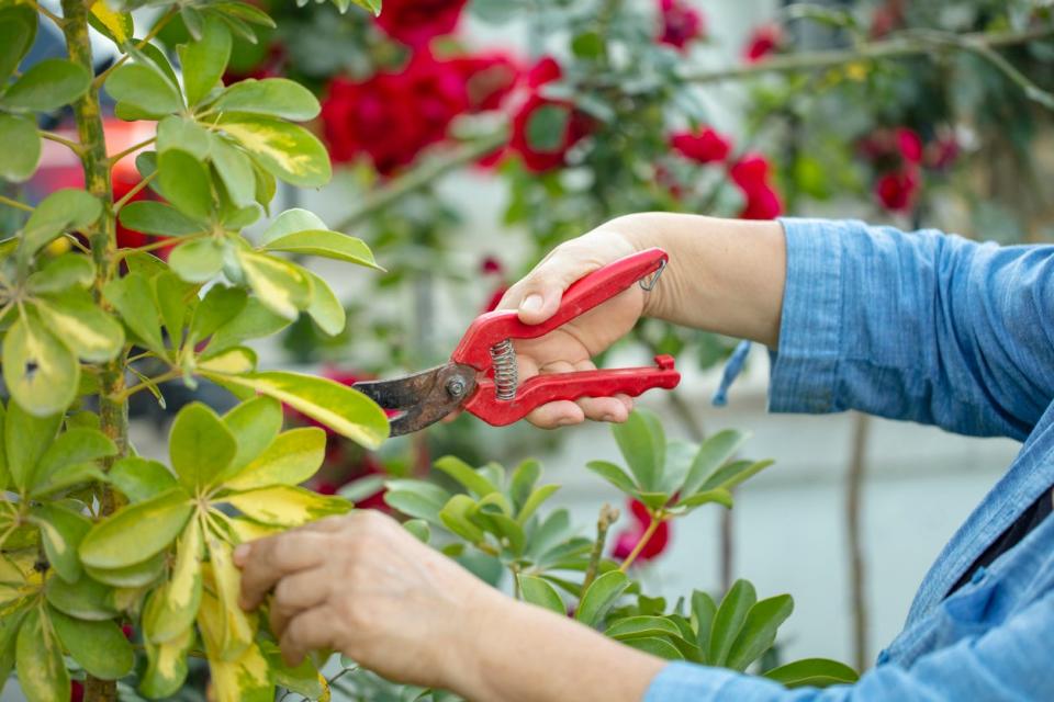 Pruning rose bush on climber. 