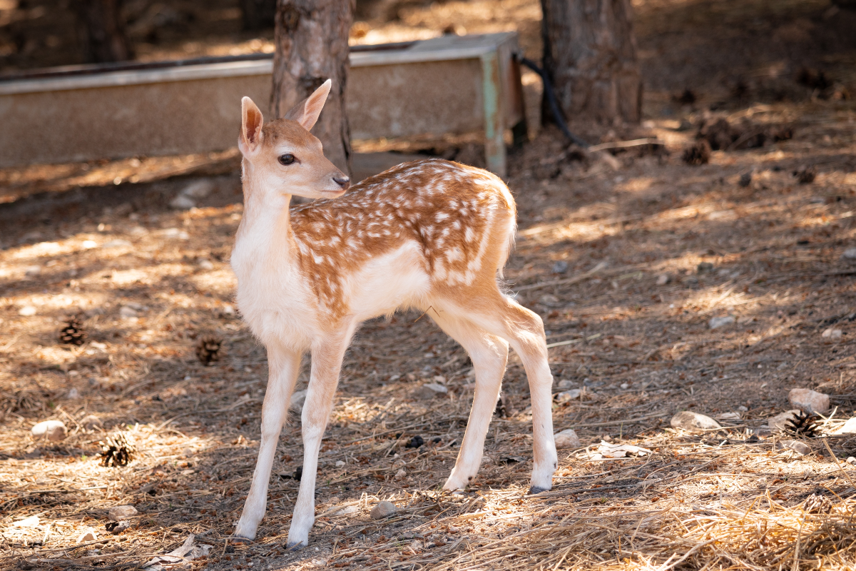 A whitetail fawn standing in pinestraw<p>Melgosh Mahmut via Shutterstock</p>