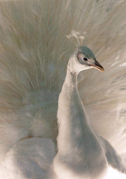 White Peacock, 1999.