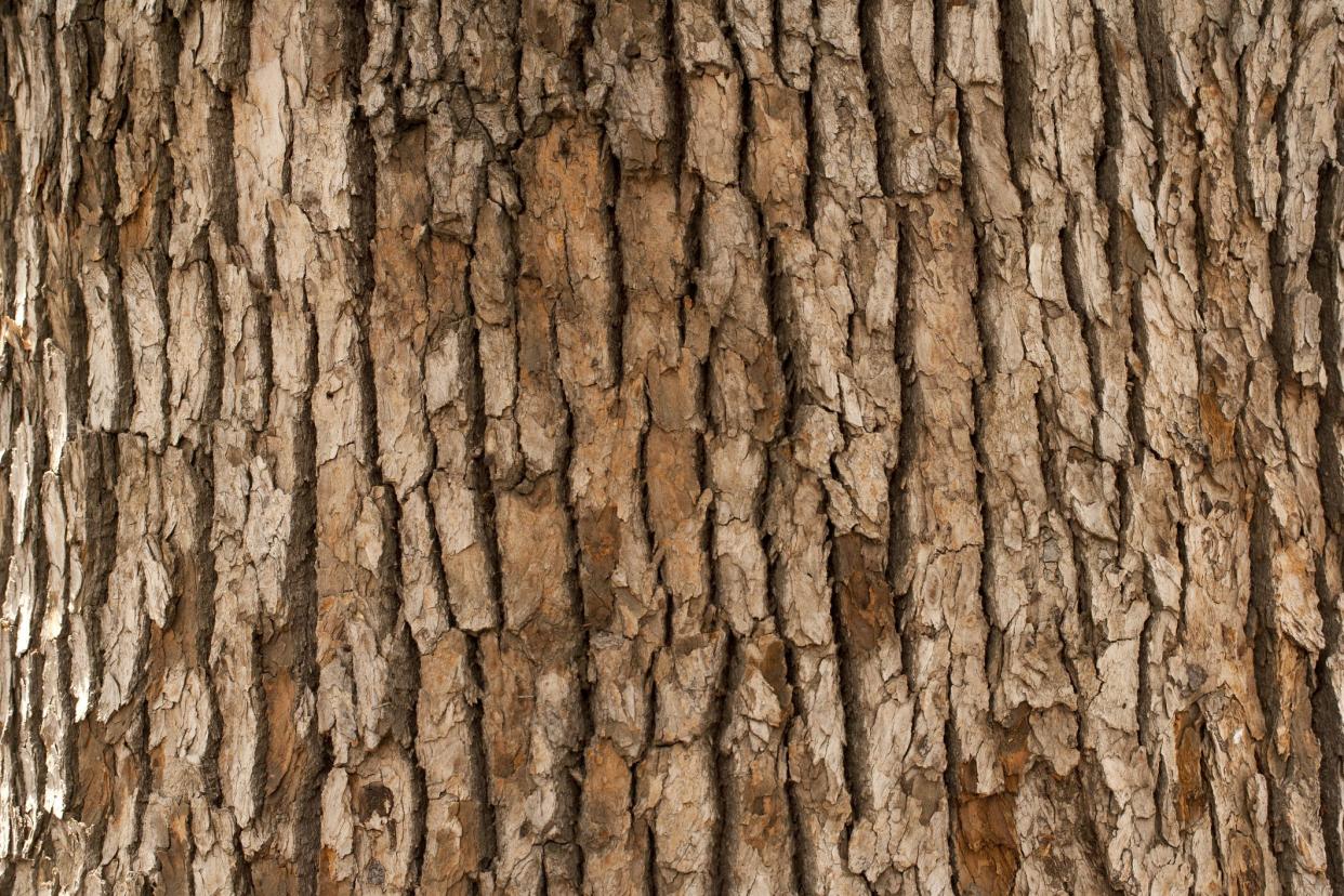 Closeup of tree trunk