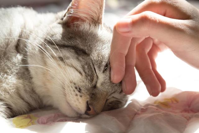 Why Is My Cat So Affectionate? Understanding a Cat's Body Language -  PetHelpful