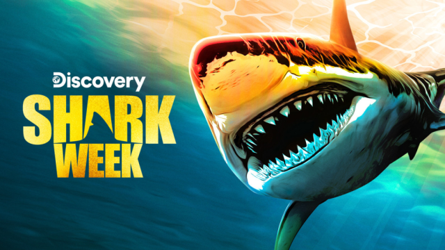 How to Watch Shark Week Online (2023): Discovery Channel Without Cable