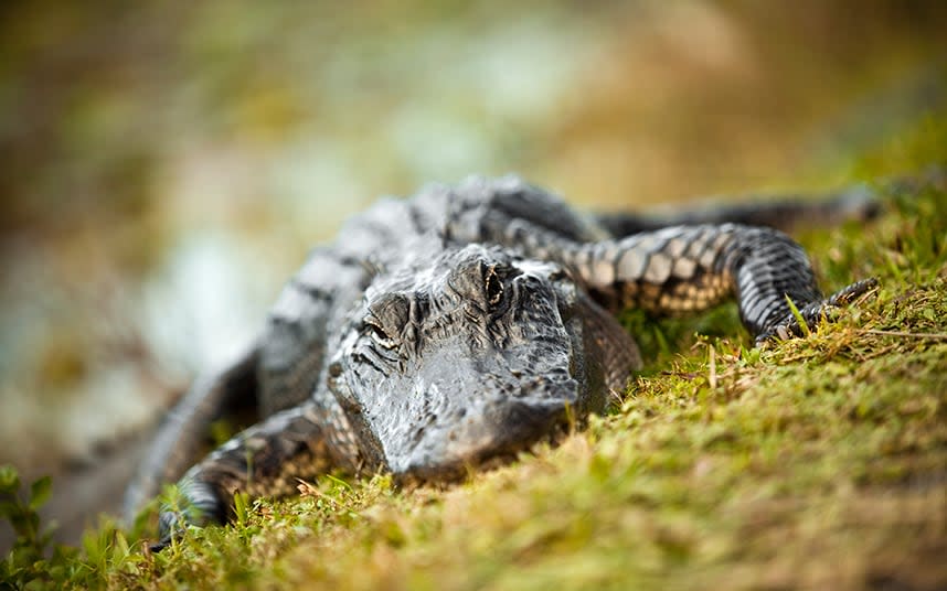 Spot alligators in the wildlife-rich Everglades - This content is subject to copyright.