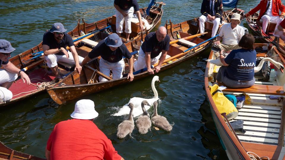 The monarch owns most of the UK’s swans