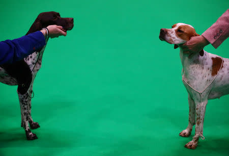 Pointers are judged during the first day of the Crufts Dog Show in Birmingham, Britain, March 7, 2019. REUTERS/Hannah McKay