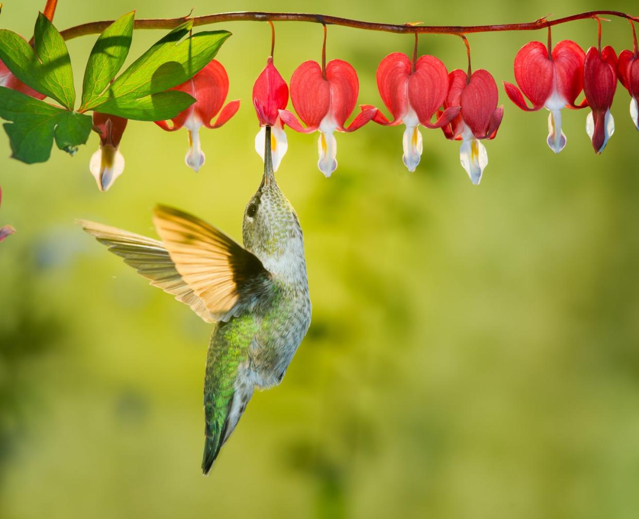 flowers that attract hummingbirds like bleeding hearts