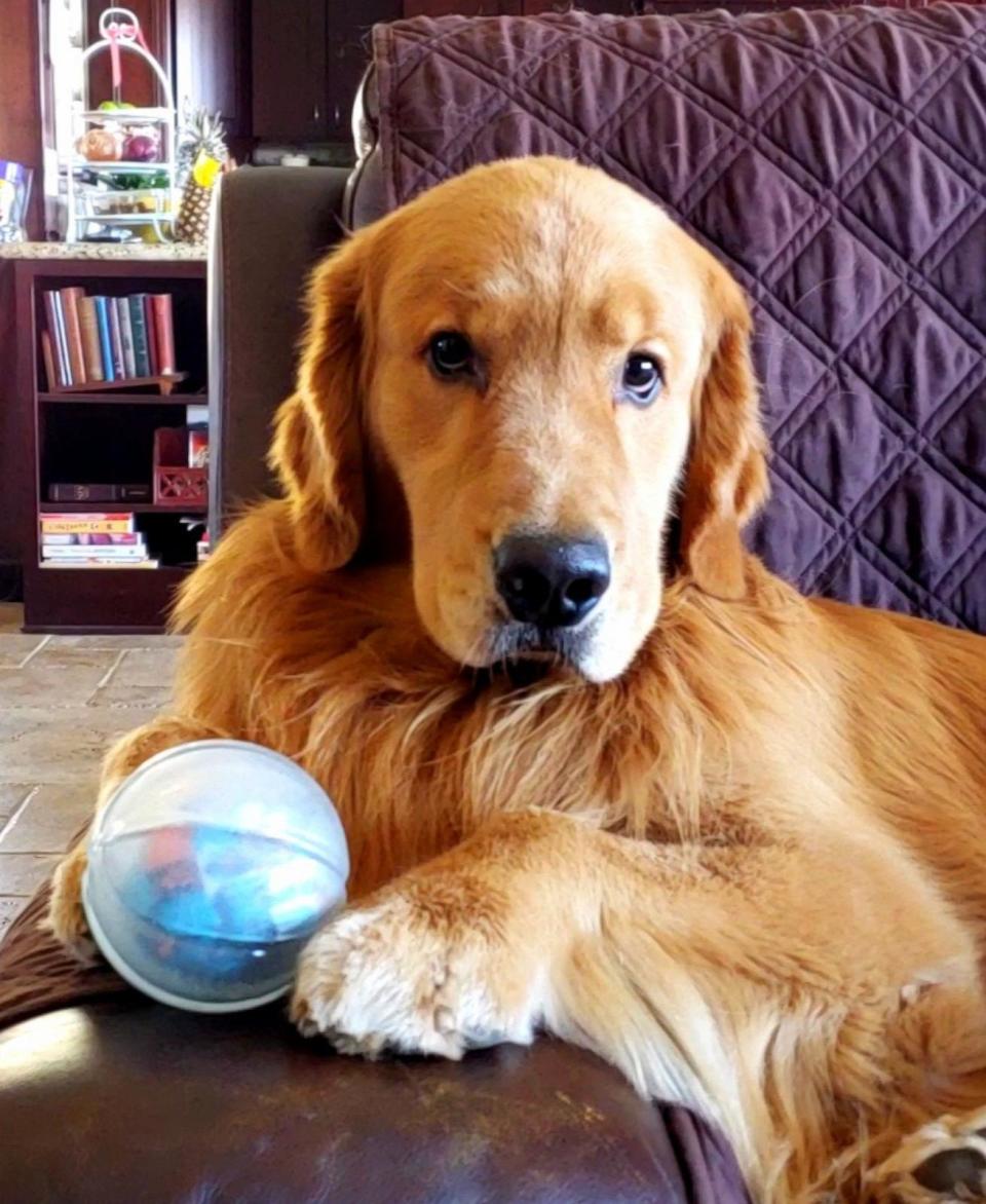 PHOTO: Ike is a 5-year-old golden retriever. (Oliver Family)