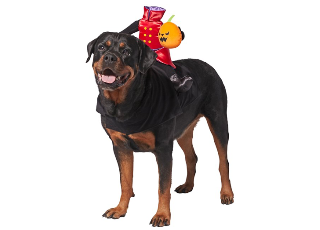 40 Funny Dog Halloween Costumes for the Silliest Pup You Know