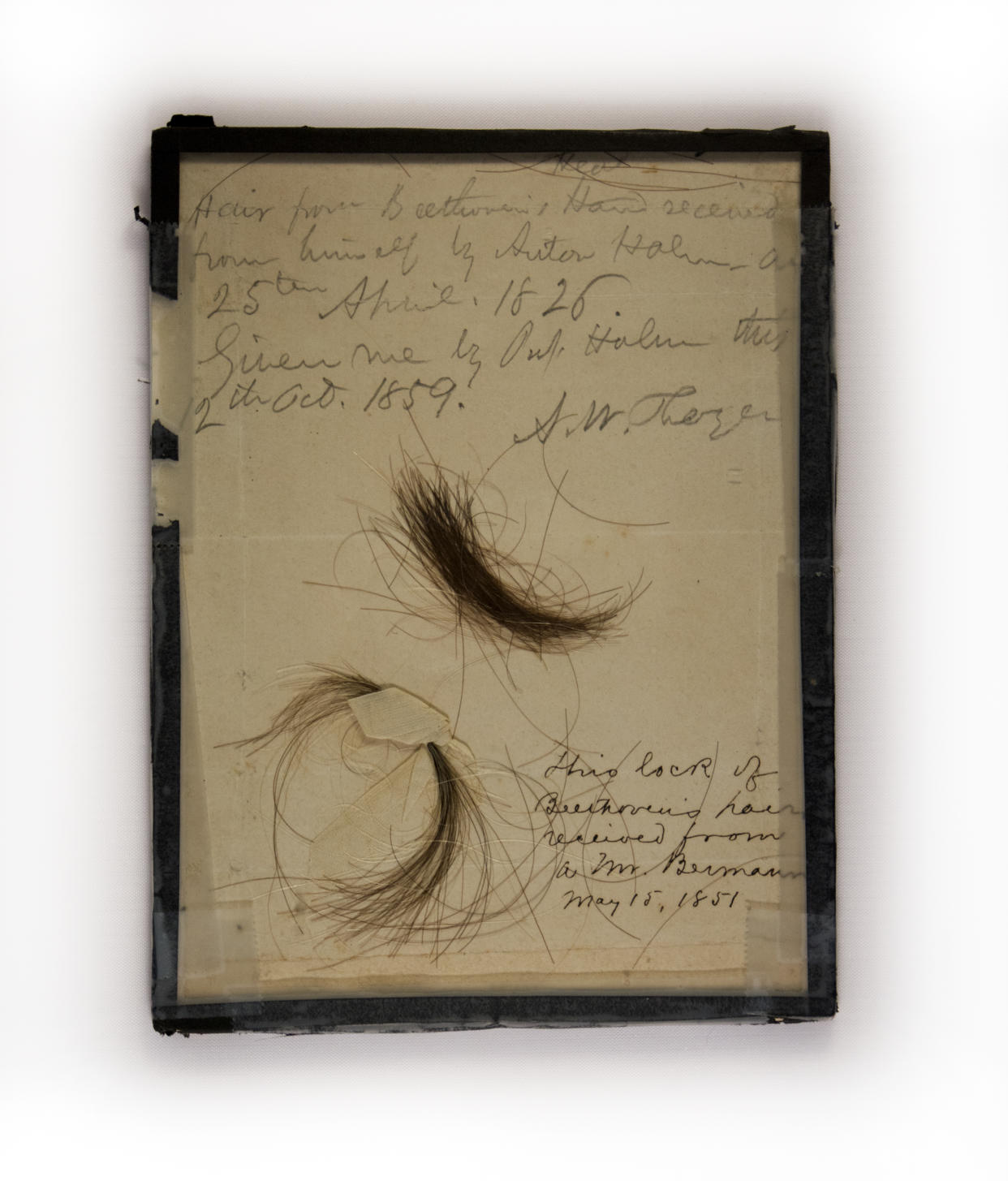 Dos mechones autentificados de pelo de Beethoven recogidos por Alexander Thayer, en los que se encontraron niveles asombrosos de plomo por gramo de pelo. (Kevin Brown/The New York Times)