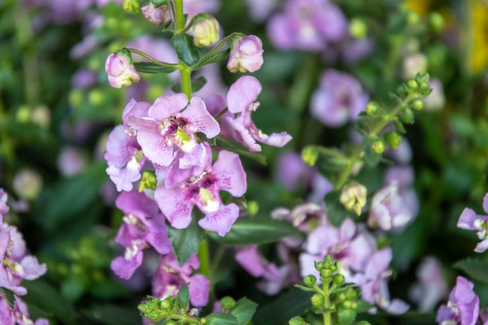 summer flowers angelonia alonia or pink flirt flower outdoors