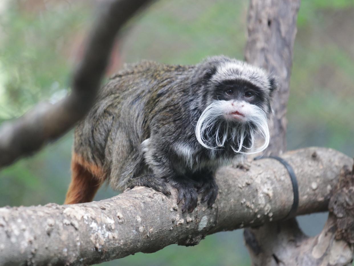 Emperor tamarin monkey