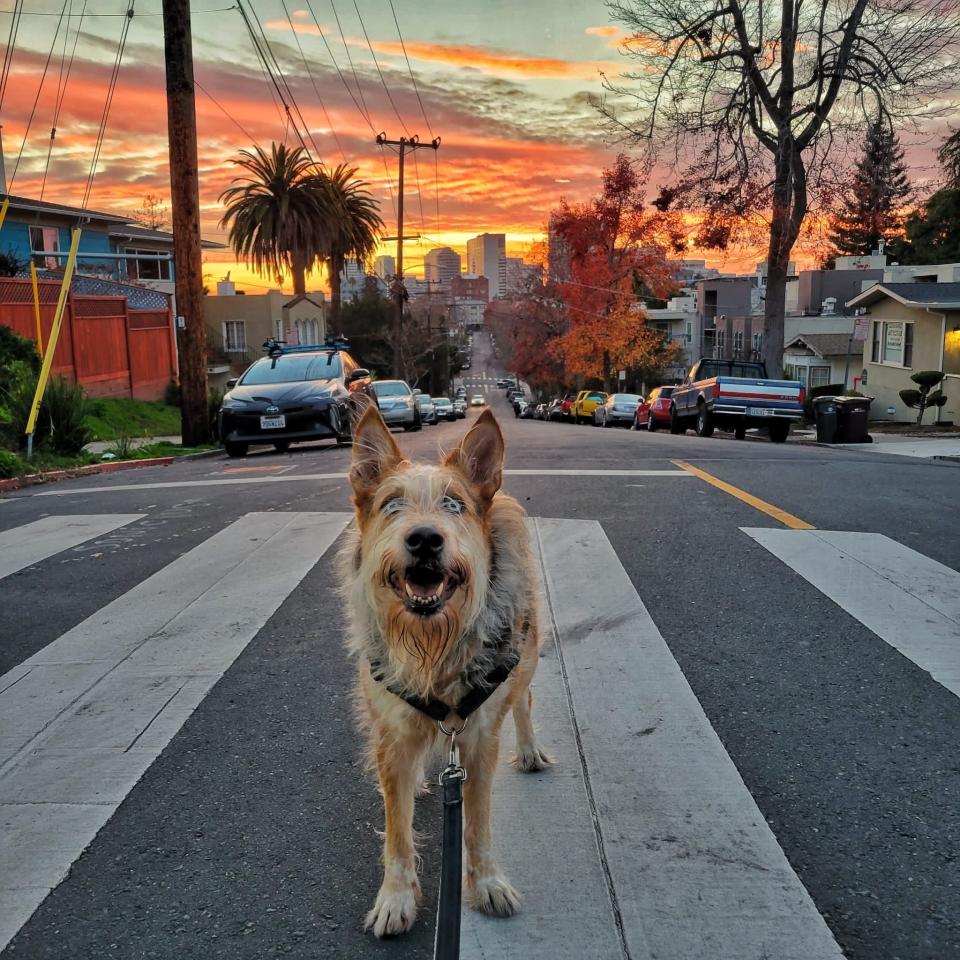 Gimli the dog posing in front of a sunset cityscape