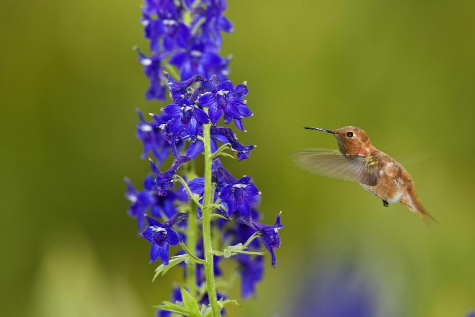 Larkspur