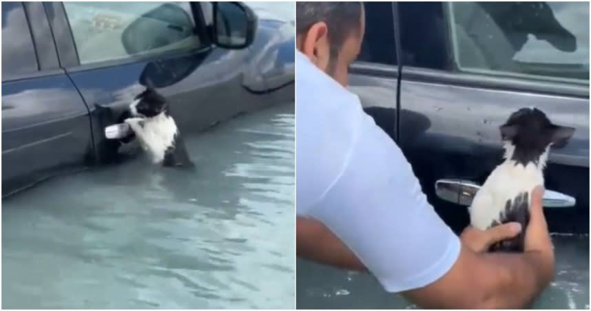 杜拜遭暴雨狂轟大淹水，一隻貓咪驚險受困洪水中，緊緊抓住泡水車的把手。（圖／擷取自X）