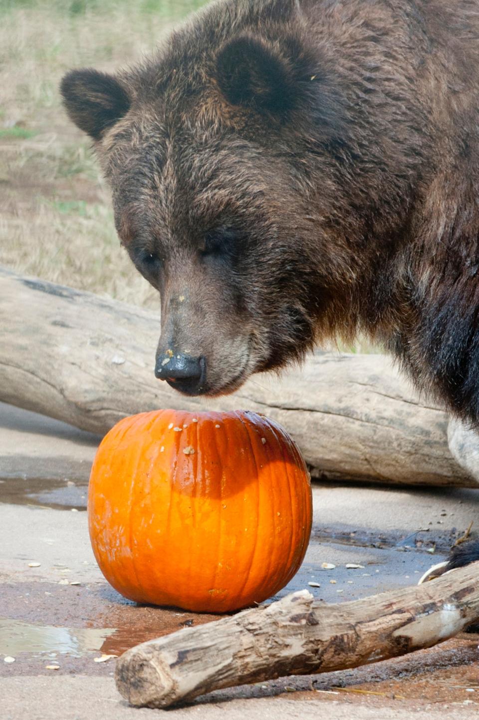 Inga, a 13-yr-old grizzly bear checks out a meat and fish-filled pumpkin at the Louisville Zoo's annual pumpkin smash. The pumpkins being fed to the animals are from the zoo's Halloween event.
November 04, 2018