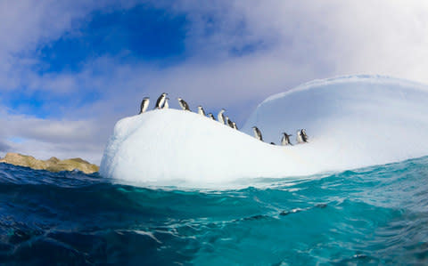 Chinstrap penguins on a floating iceberg off the South Shetland Islands, Antartica - Credit: Getty Images