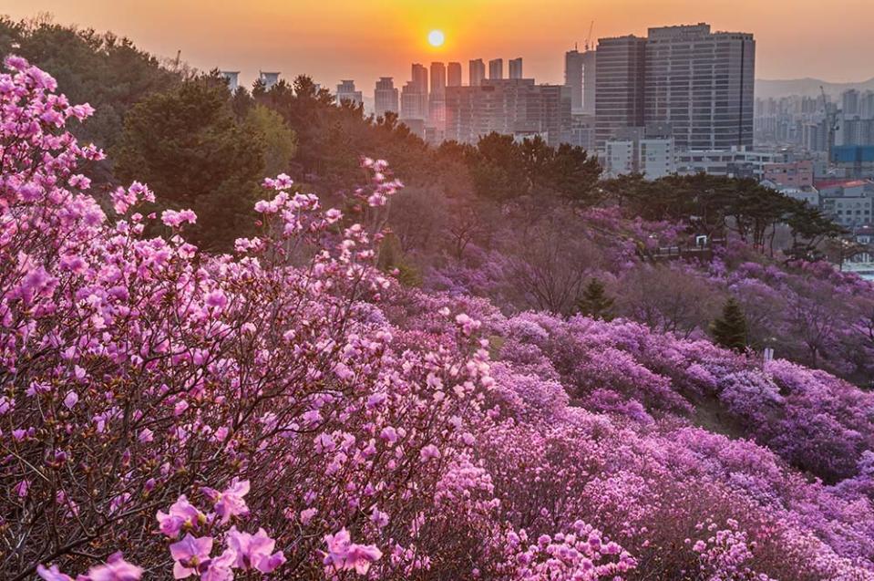 遠美山杜鵑花（Image Source : Getty Creative/ImaZinS RF）