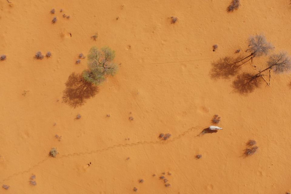 A black rhino in Namibia, as seen from a specially designed drone. Technology like this could help researchers and authorities keep track of threatened species | Wildtrack