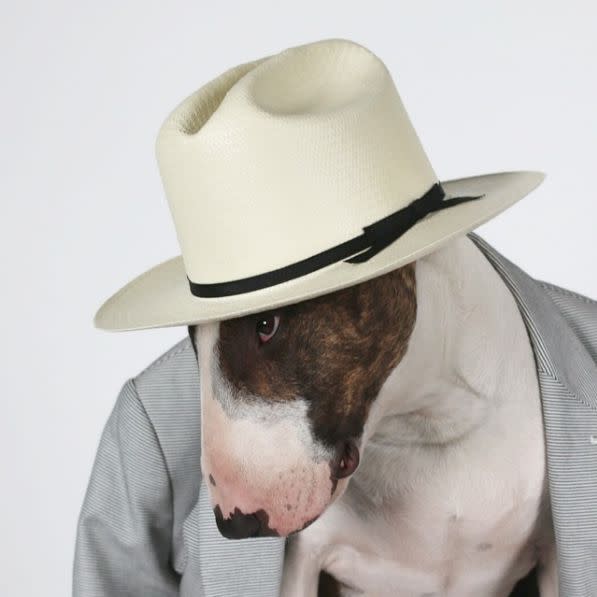 <p>Dieser adrette Hund hat seinen modischen Stil von seinem Herrchen Marc Jacobs. <br></p>