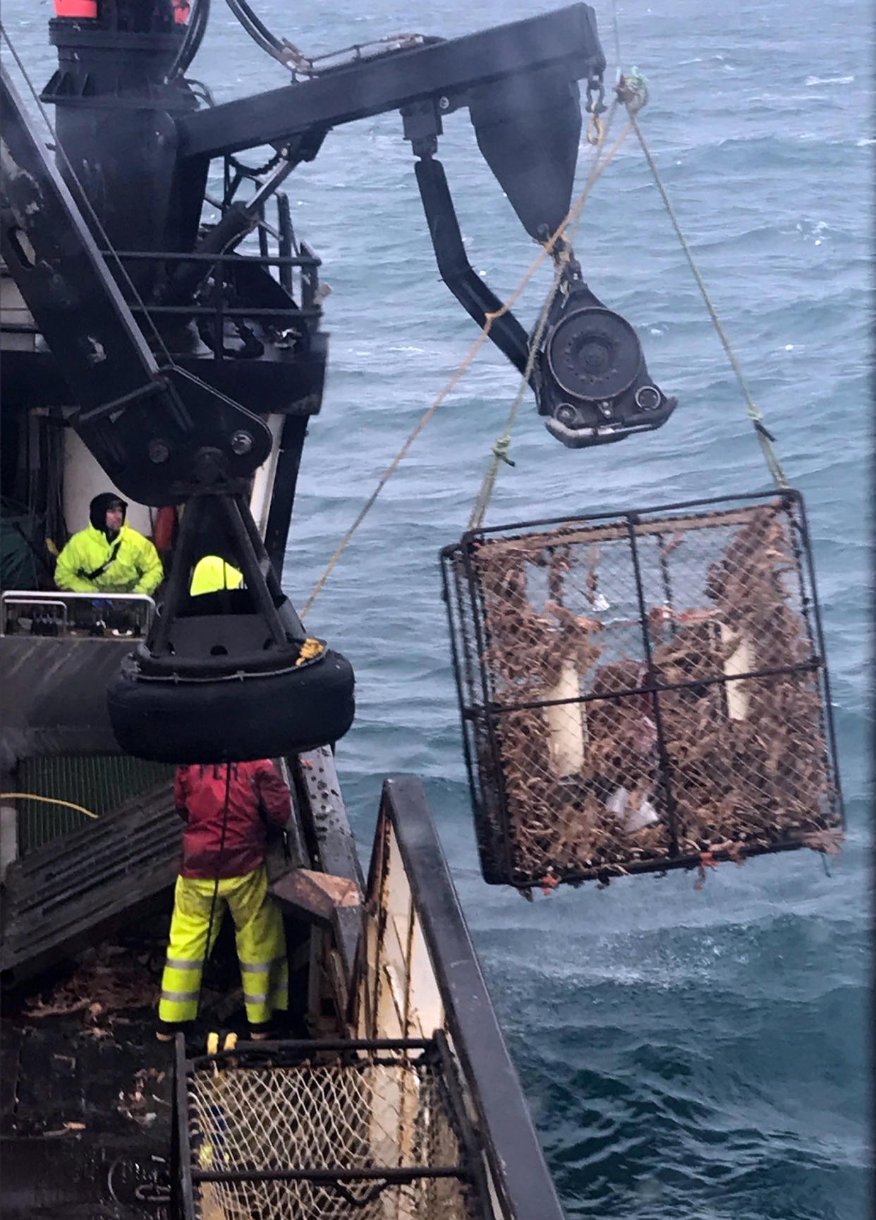 A crab pot is pulled up for sorting in the Bering Sea. (Dean Gribble)