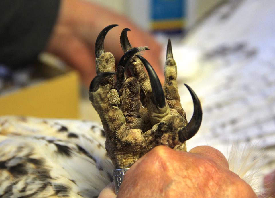 The long, sharp talons of a red-tailed hawk are held by a researcher during a banding session at Cedar Grove Ornithological Research Station.