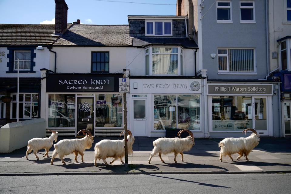 Mountain goats roam the streets of the town of Llandudno in Wales on March 31, 2020.