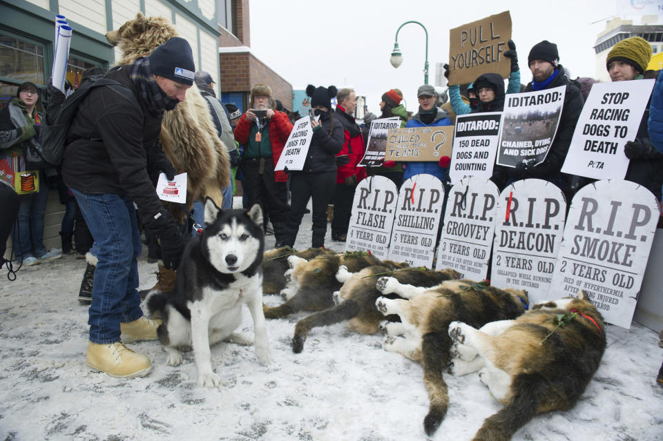 FILE - In this March 3, 2018, file photo, Anchorage resident Terry Fischer, with his Alaskan Husky Litho, happens into the People For the Ethical Treatment of Animals (PETA) protest prior to the ceremonial start of the Iditarod Trail Sled Dog Race in Anchorage, Alaska. The world's foremost sled dog race kicks off its 47th running this weekend on Saturday, March 2, 2019, as organizers and competitors strive to push past a punishing two years for the image of the sport. Some of the drama has been resolved for Alaska's Iditarod Trail Sled Dog race. (AP Photo/Michael Dinneen, File)