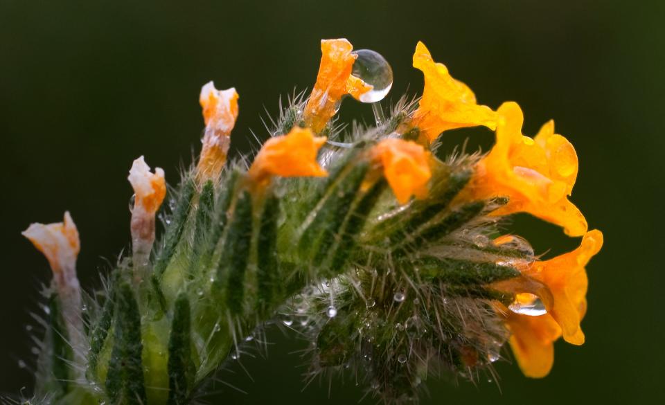 A raindrop clings to a fiddleneck wildflower near the Stone Lakes National Wildlife Refuge near Elk Grove ON APR. 25, 2014.