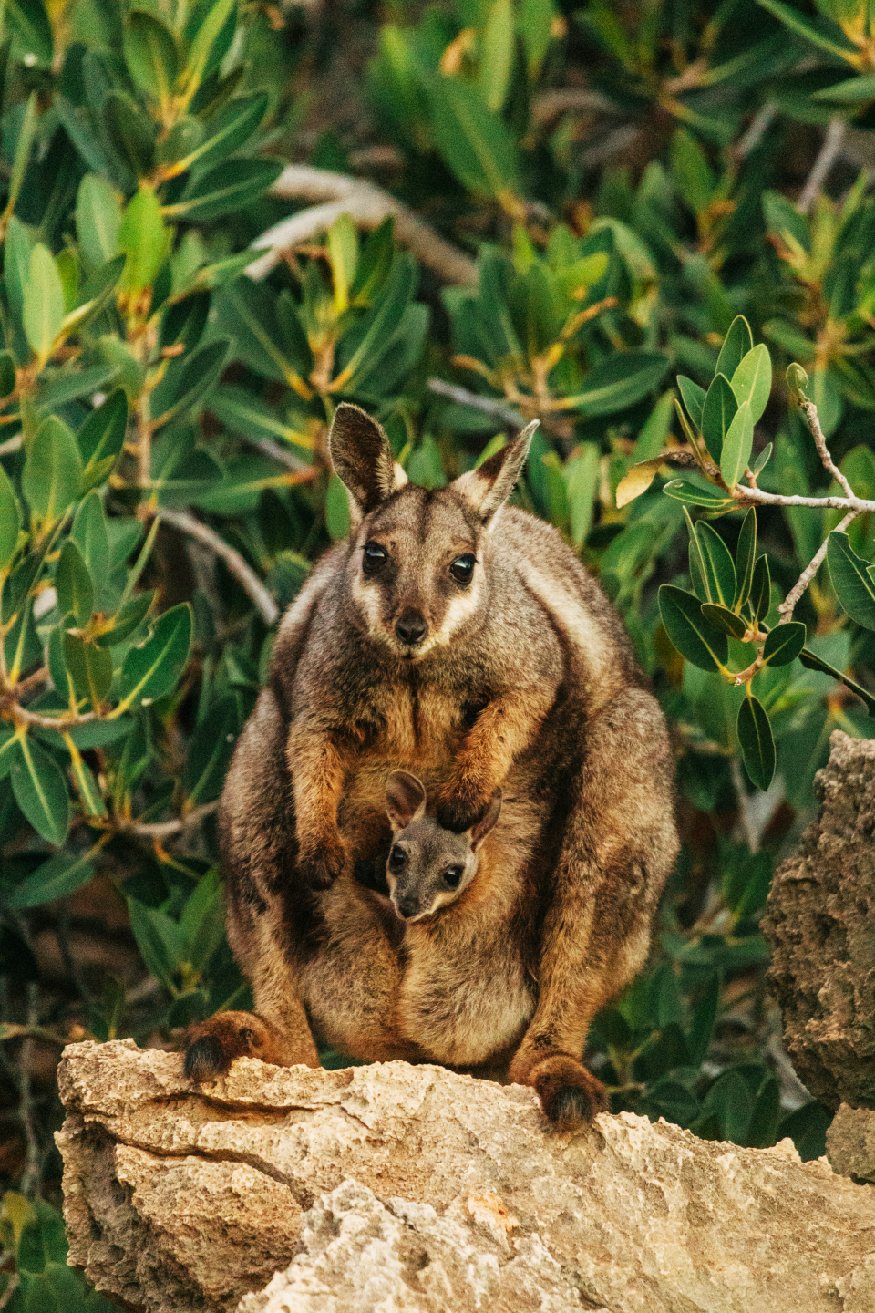 Ningaloo: Australia's Ocean Wonder 