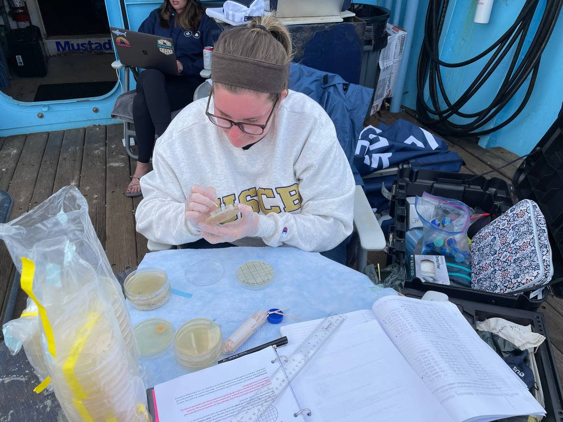 Tori Sember plates bacteria swabbed from a white shark that the OCEARCH team caught and released for research. Sember was part of a May 2022 expedition through OCEARCH.