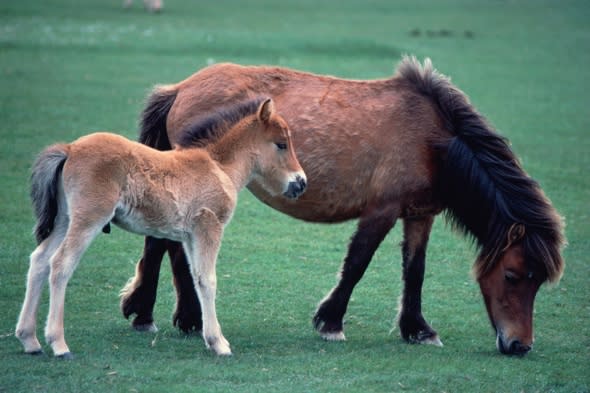 'Eat' Dartmoor ponies to save species says charity
