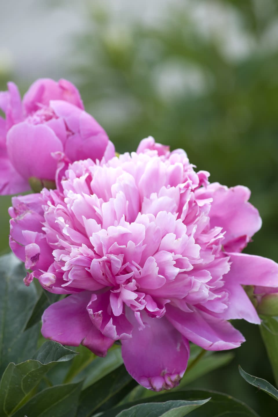 summer flowers, close up of a pink peony