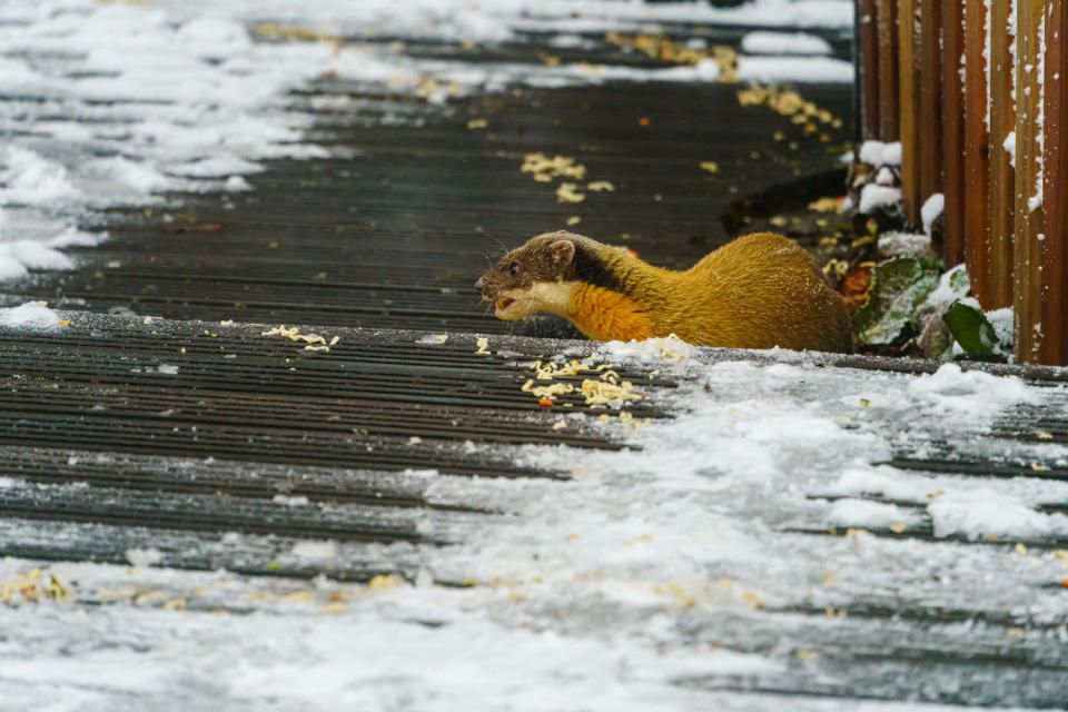 國際級專業攝影師莊克敏於本月8號至太平山賞雪時，拍到一隻黃喉貂現身覓食，並進而發現有遊客刻意倒出一排泡麵餵食野生動物。   圖：莊克敏/授權