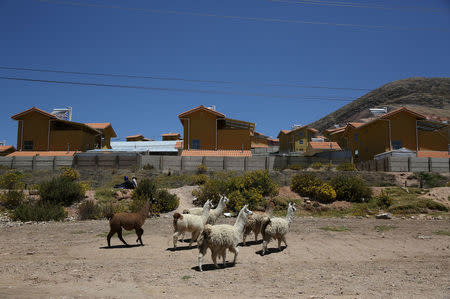 Llamas walk in a garden in the town of Nueva Fuerabamba in Apurimac, Peru, October 3, 2017. REUTERS/Mariana Bazo