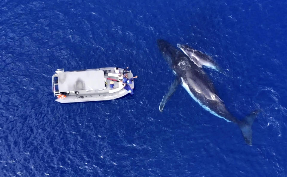 Drone footage shows how friendly the whales off the coast of Tonga really are. (Photo: Grant Thomas/Caters News) 