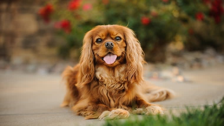 Everything a Cavalier King Charles Spaniel Dog Owner Needs