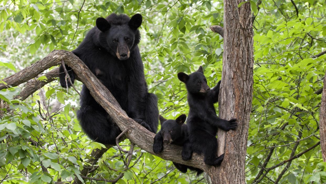  Mother black bear and two cubs in tree. 