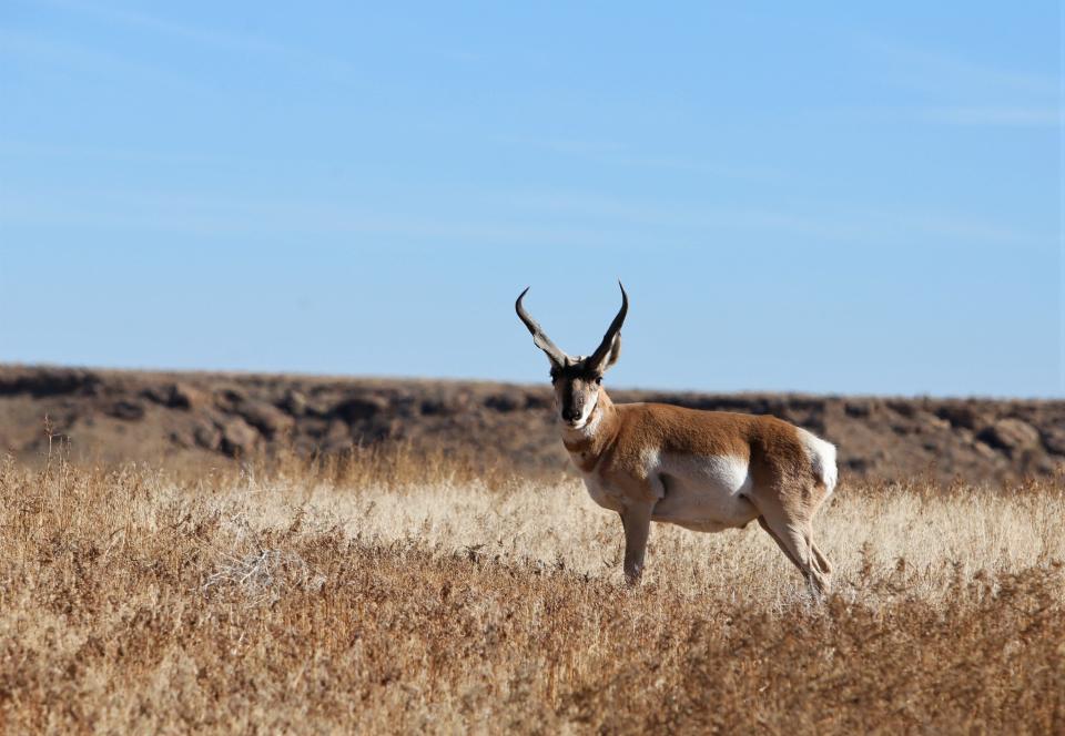 A pronghorn antelope stands in a reclaimed area at the San Juan Mine, Thursday, Oct. 14, 2019, in Waterflow.