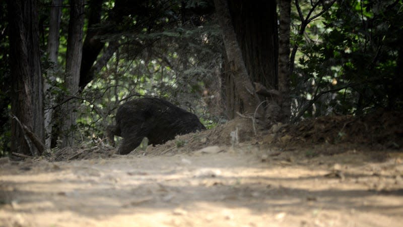 An injured bear crosses the road after Cal Fire firefighters attempted to herd it away from the active fire and into the woods in Jerseydale, California, United States on July 25, 2022. - Photo: Neal Waters/Anadolu Agency (Getty Images)