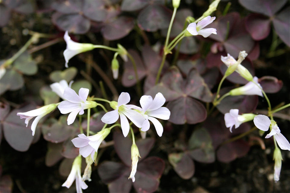 A container garden is the ultimate accessory for your porch, patio, or doorstep. These plants will keep you in style, even in the shade