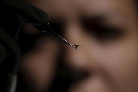 A technician of Oswaldo Cruz Foundation (Fiocruz) inspects an Aedes aegypti mosquito in Recife, Brazil, January 27, 2016. REUTERS/Ueslei Marcelino