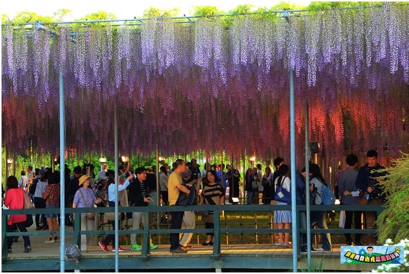 日本栃木縣｜足利花卉公園