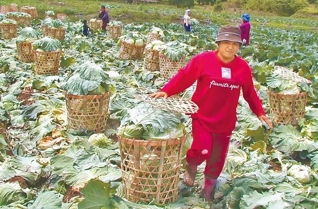 高麗菜因生產過剩，價格慘跌。（楊樹煌攝）