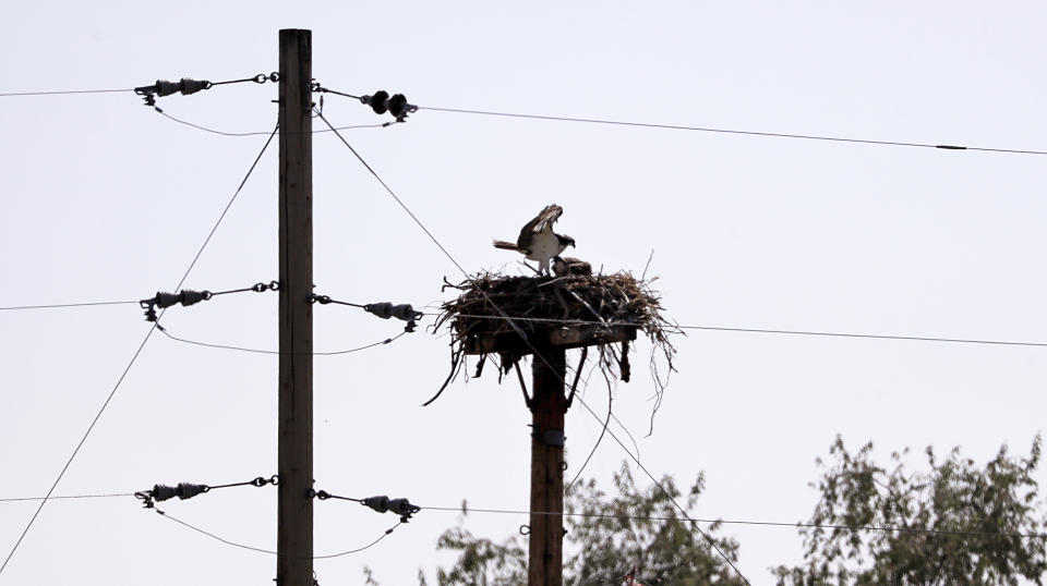 In this Wednesday, Aug. 14, 2019 photo, an osprey feeds a chick nested atop a platform adjacent to the the Hanford Reach National Monument along the Columbia River near Richland, Wash. A handful of sites where the United States manufactured and tested some of the most lethal weapons known to humankind are now peaceful havens for wildlife, where animals and habitats flourished on obsolete nuclear or chemical weapons complexes because the sites banned the public and most other intrusions for decades. But Hanford, where the cleanup has already cost at least $48 billion and hundreds of billions more are projected, may be the most troubled refuge of all. (AP Photo/Elaine Thompson)
