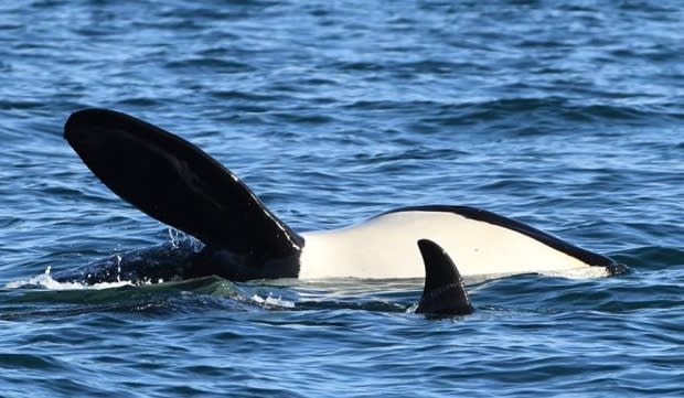 Center for Whale Research