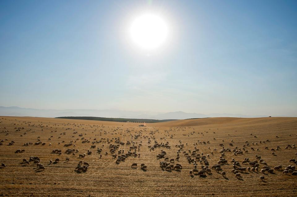 Sheep graze in a dry field near the town of McFarland in California's Central Valley, August 24, 2016.