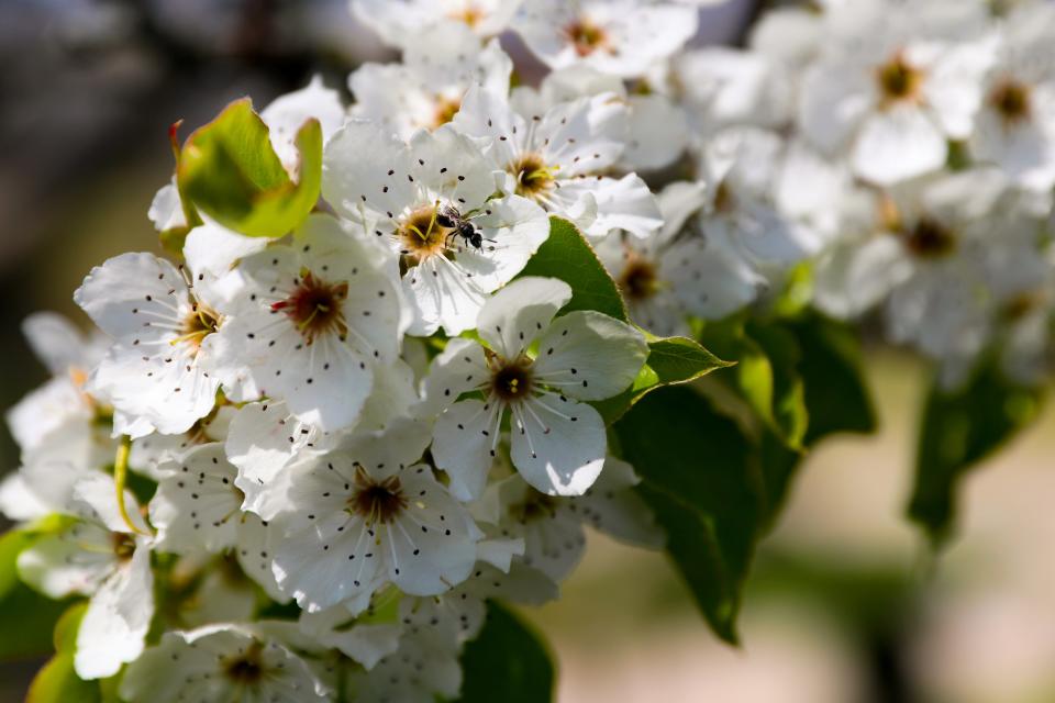 An insect lands on a pear tree as spring weather begins to take hold, Thursday, April 2, 2020, at Eden Park in Cincinnati.